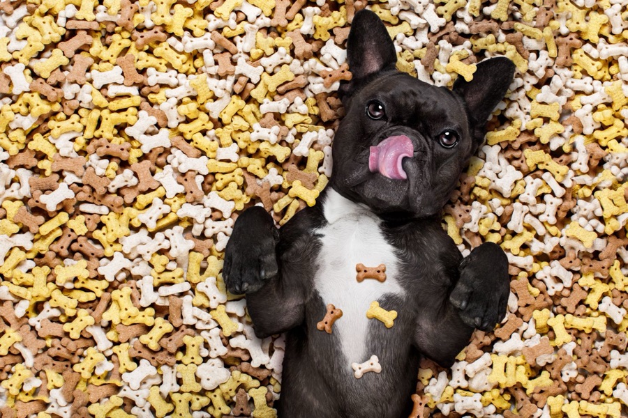 A French bulldog lying in a pile of bone-shaped treats