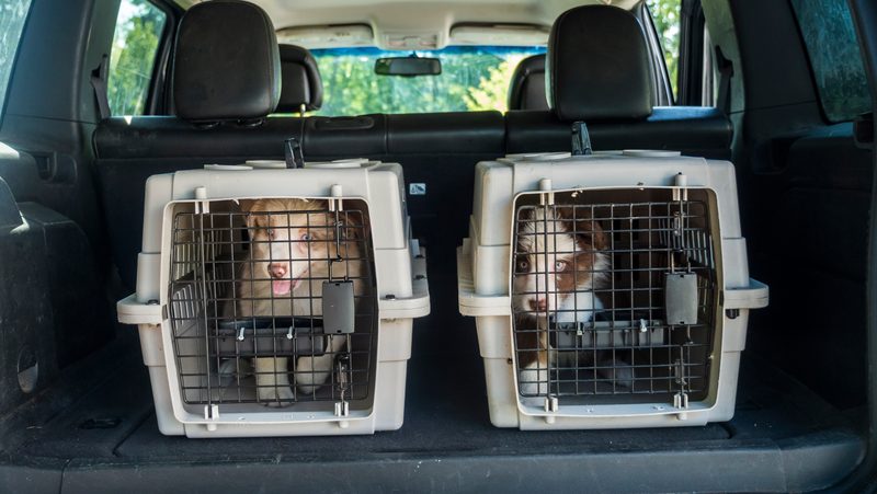 Two puppies in travel crates in the back of a car